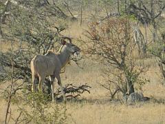 Suedafrika (117)